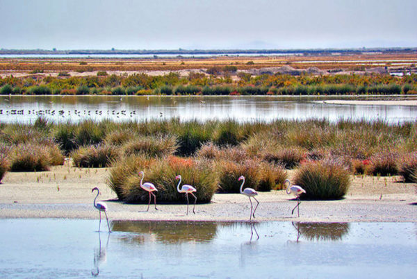 Doñana-Parque-Natural-Dreams-of-Luxury