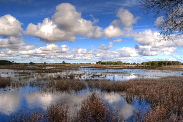 Parque-Natural-Doñana-Dreams-of-Luxury