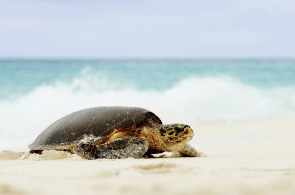 Seychelles-turtle-Dreams-of-Luxury